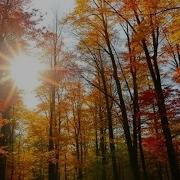 Larisa Vin Осень