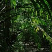 Pov Audio Sink Jungle Asmr