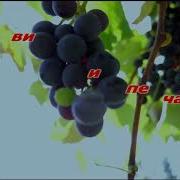 Минус Виноградная Косточка