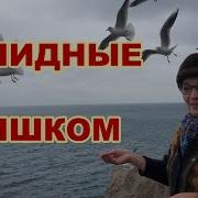 Елена Пустовалова Это Саланг Исполняет