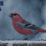 Пение Щура Для Ловли