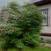 Майская Серень