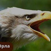 Крик Орла В Небе