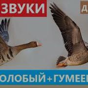 Голос Гуся Для Охоты
