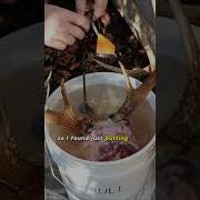 Crowns Of Skulls Fallen Sous