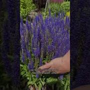 Все Поля Цветут