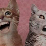 Numa Cat Singing