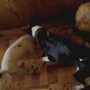 Злобных Псов