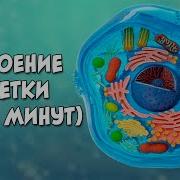 Клетка Биология 8 Класс