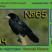 Пение Грача Слушать