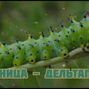 Гусеница Мой Дельтаплан