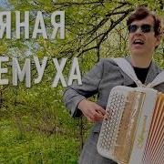 Пьяная Черемуха Абросимов