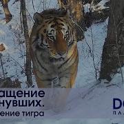 Возвращение Тигра