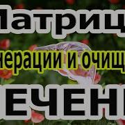 Tirtha Relax Печень