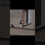 Крылья Одинокой Птицы Фонк