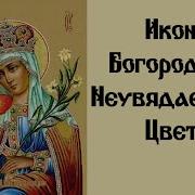 Неувядаемый Цвет Акафист