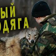 Серый Таёжный Бродяга
