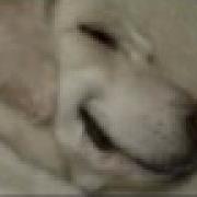 Maggie Pedigree Commercial