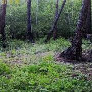 Голос Самки Изюбря