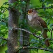 Овози Парандахо