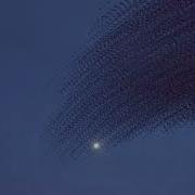 Murmuration Showreel 16
