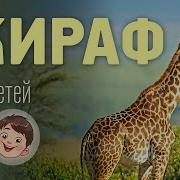 Жираф
