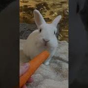 Заяц С Морковкой
