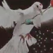 Бонги Занги Охирин Охиста Шав