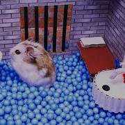 Hamster Break