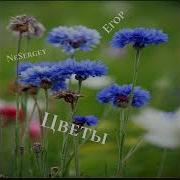 Цветына Поляне Песня