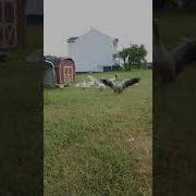 Coloured Goose Kisto