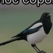 Голос Сороки