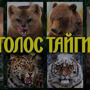 Звуки Животных Тайги