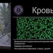 Кровь