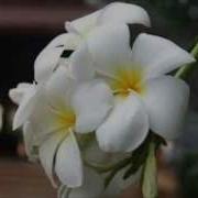 Дождь Идет Танго