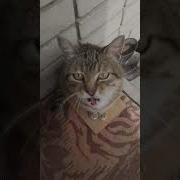 Звуковой Эффект Крадётся