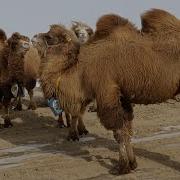 Түйенің Дауысы