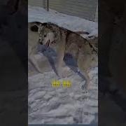 Бурилар Жанги