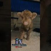 Песенка Красивое Про Телят