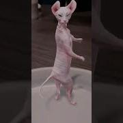 Няу Няу Куки Куки