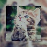 Lightris Kwik Trip Speed Up