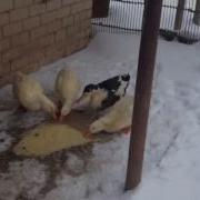 Звук Кипящего Масла