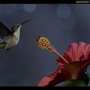 Рухад Шод Бод