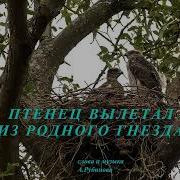 Анатолий Рубинов Мой Птенец