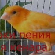 Пение Канареек Обучение