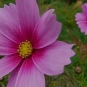 Henry Arland Ein Neuer Tag