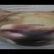 Не Ростраюйся Свинья Ржач
