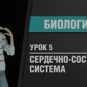 Кровеносная Система Биология 9