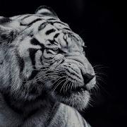 Hard Motivational Choir Rap Beat