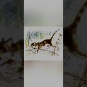 Кошка Чарушин